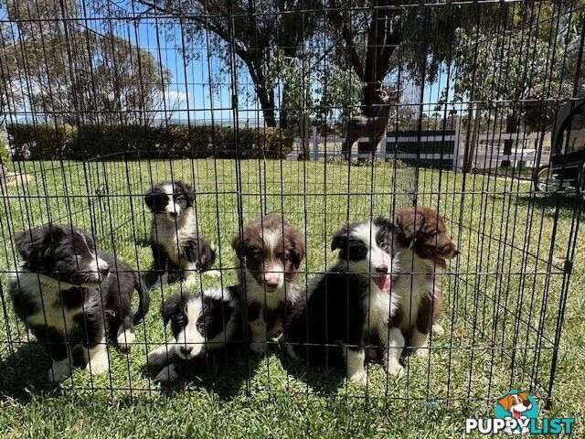 PURE BRED LONG HAIRED BORDER COLLIE PUPPIES