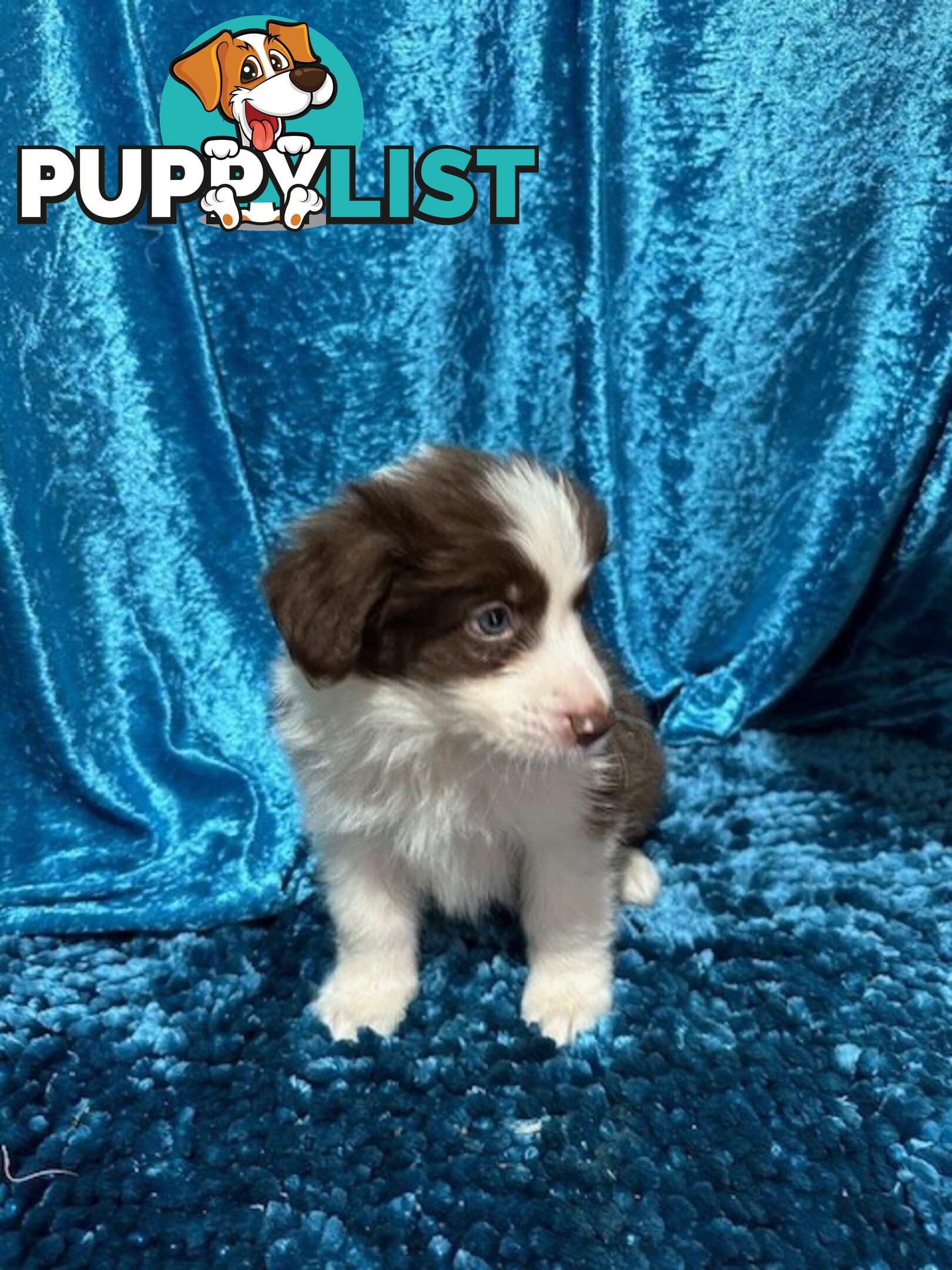 PURE BRED LONG HAIRED BORDER COLLIE PUPPIES