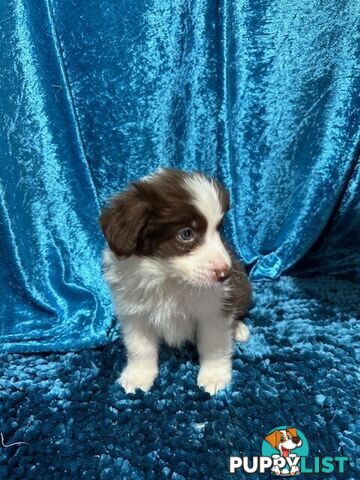 PURE BRED LONG HAIRED BORDER COLLIE PUPPIES