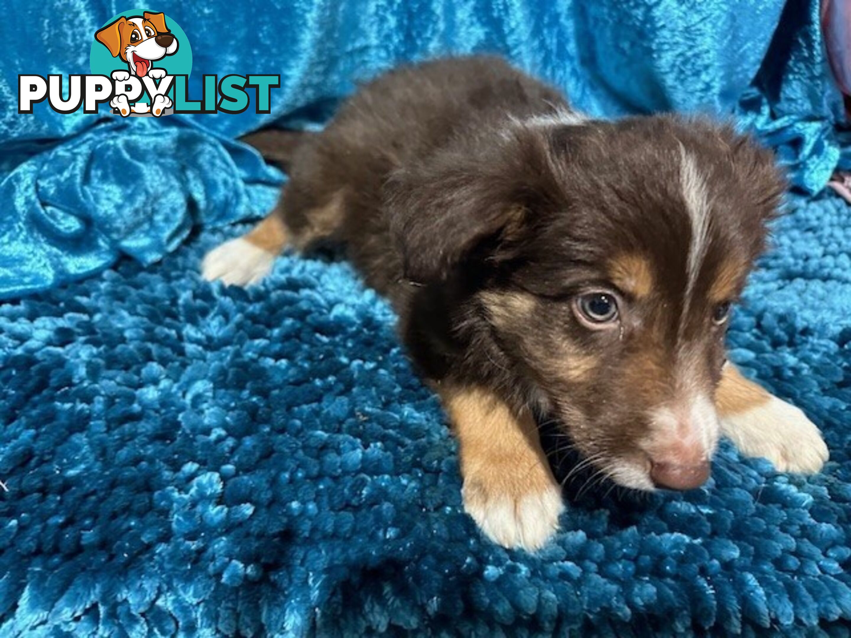 PURE BRED LONG HAIRED BORDER COLLIE PUPPIES