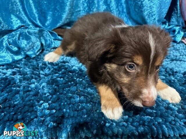 PURE BRED LONG HAIRED BORDER COLLIE PUPPIES