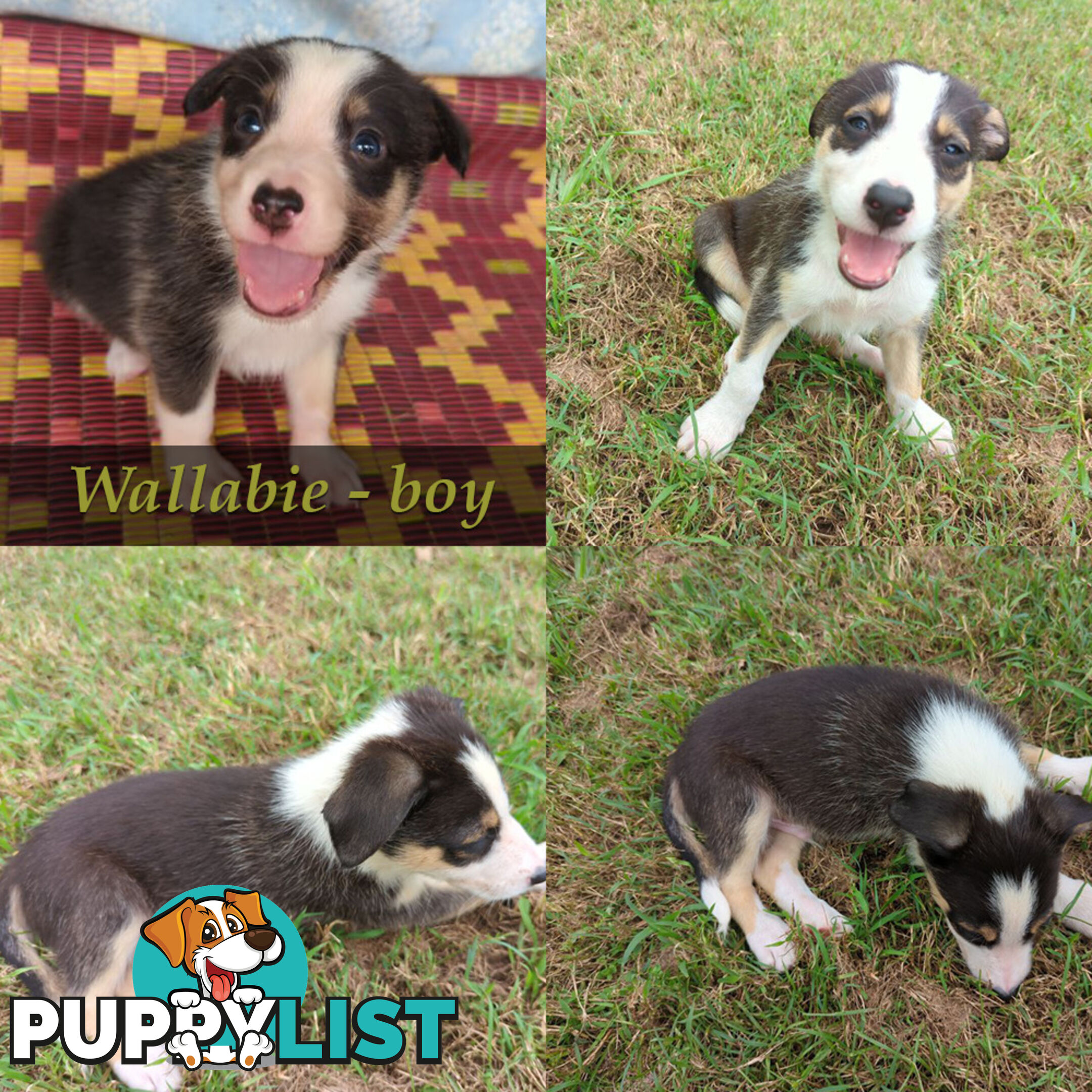 Three Beautiful Border Collie Puppies Ready for New Homes!
