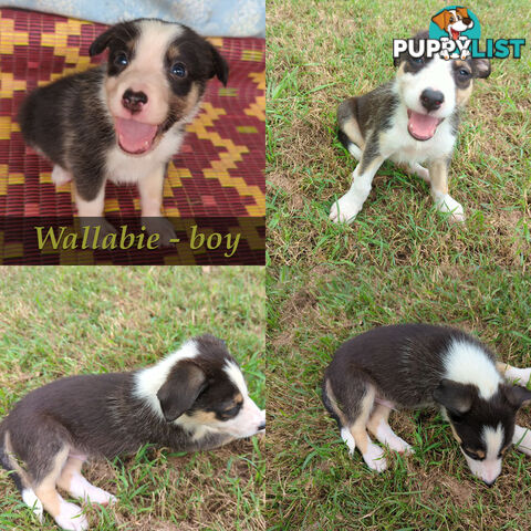 Three Beautiful Border Collie Puppies Ready for New Homes!