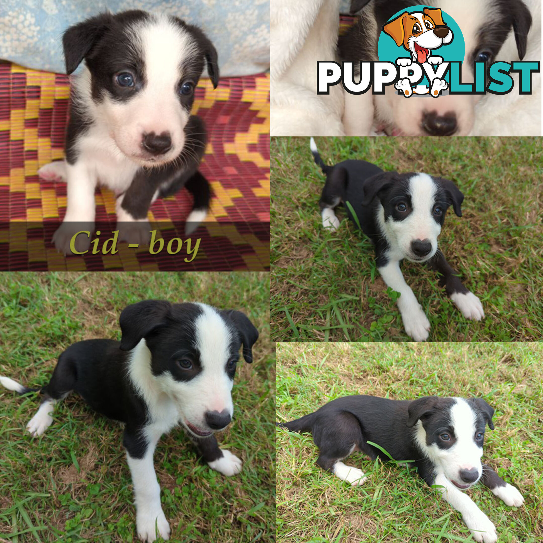 Three Beautiful Border Collie Puppies Ready for New Homes!