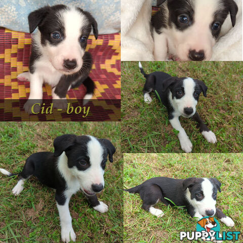 Three Beautiful Border Collie Puppies Ready for New Homes!