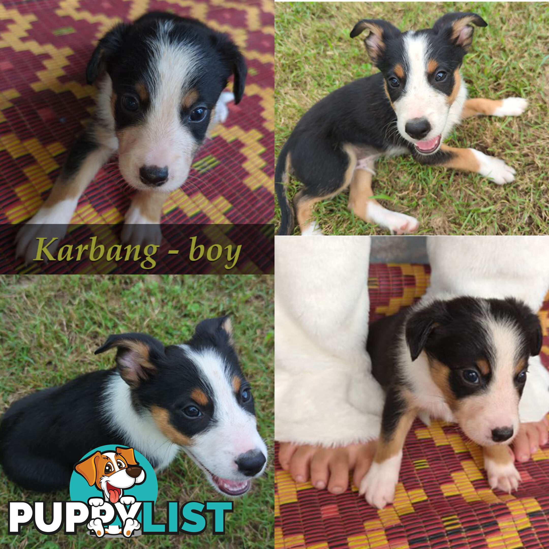 Three Beautiful Border Collie Puppies Ready for New Homes!