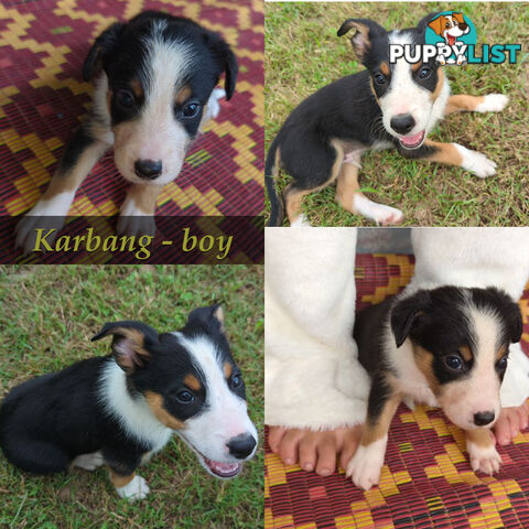 Three Beautiful Border Collie Puppies Ready for New Homes!