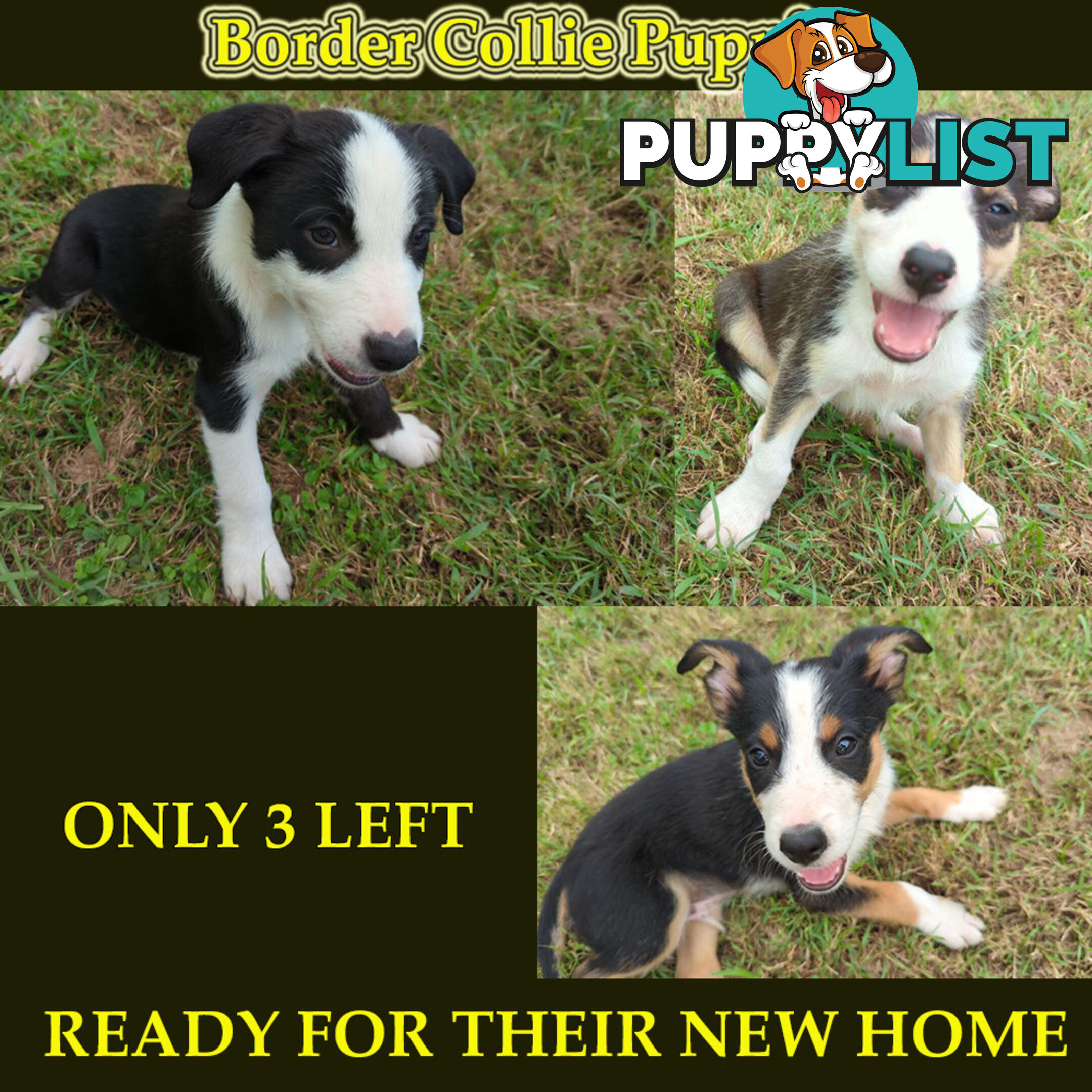 Three Beautiful Border Collie Puppies Ready for New Homes!
