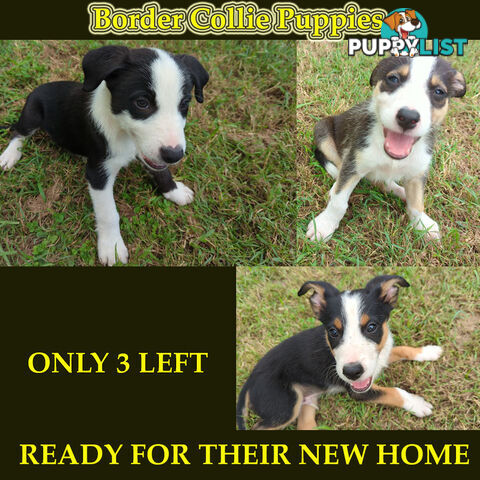 Three Beautiful Border Collie Puppies Ready for New Homes!