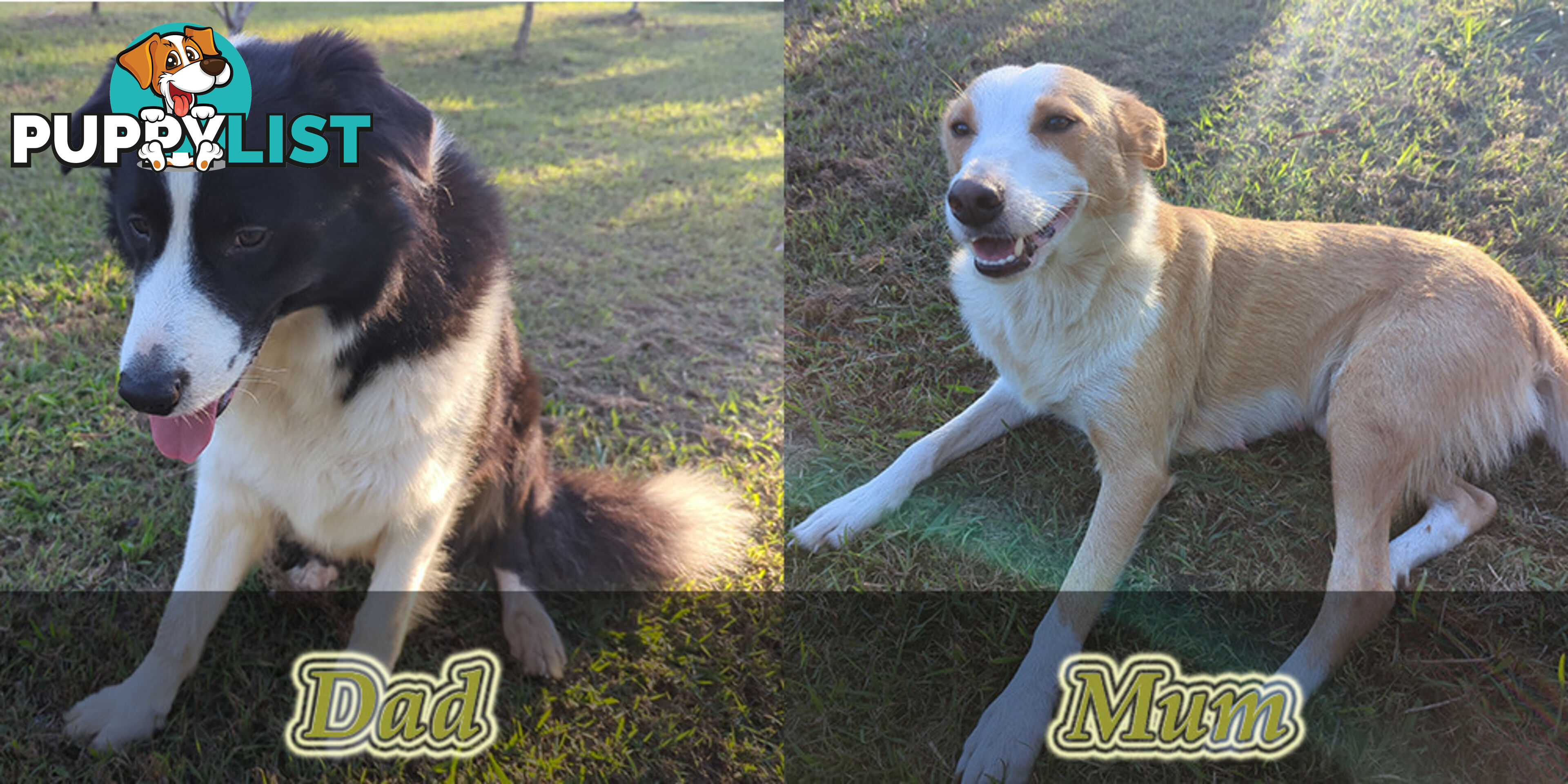 Three Beautiful Border Collie Puppies Ready for New Homes!
