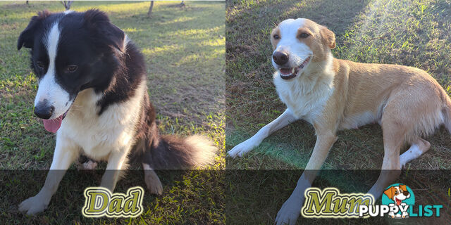 Three Beautiful Border Collie Puppies Ready for New Homes!