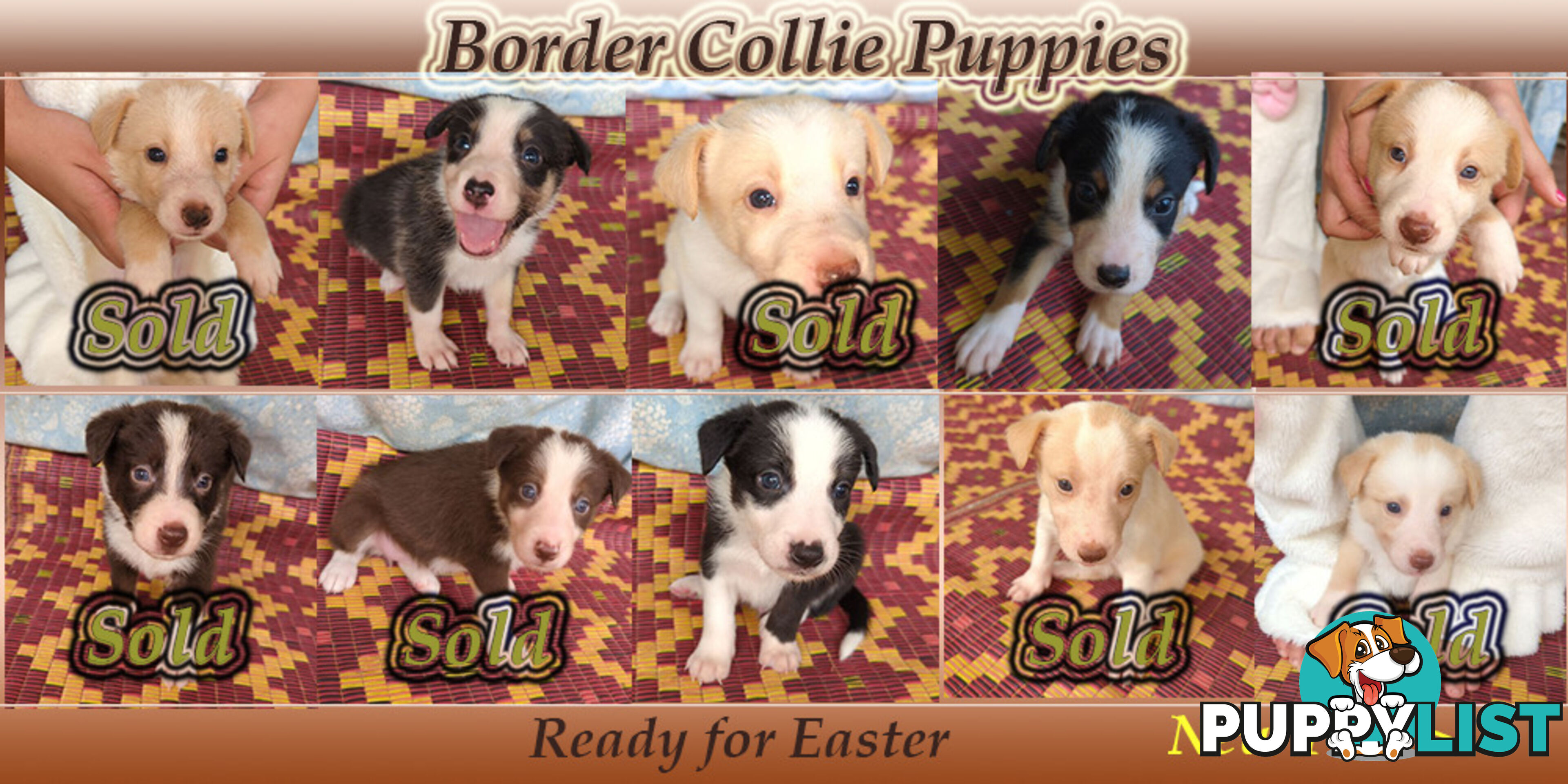 Three Beautiful Border Collie Puppies Ready for New Homes!