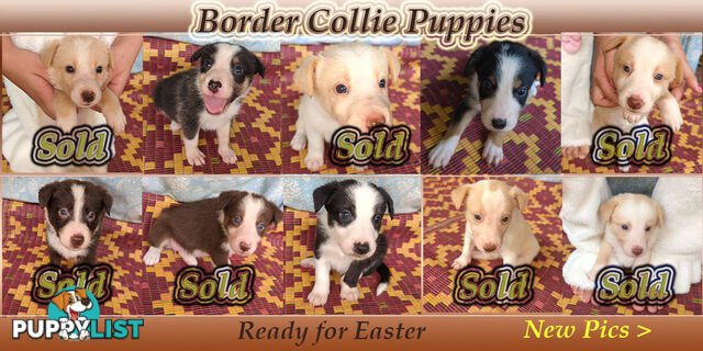 Three Beautiful Border Collie Puppies Ready for New Homes!