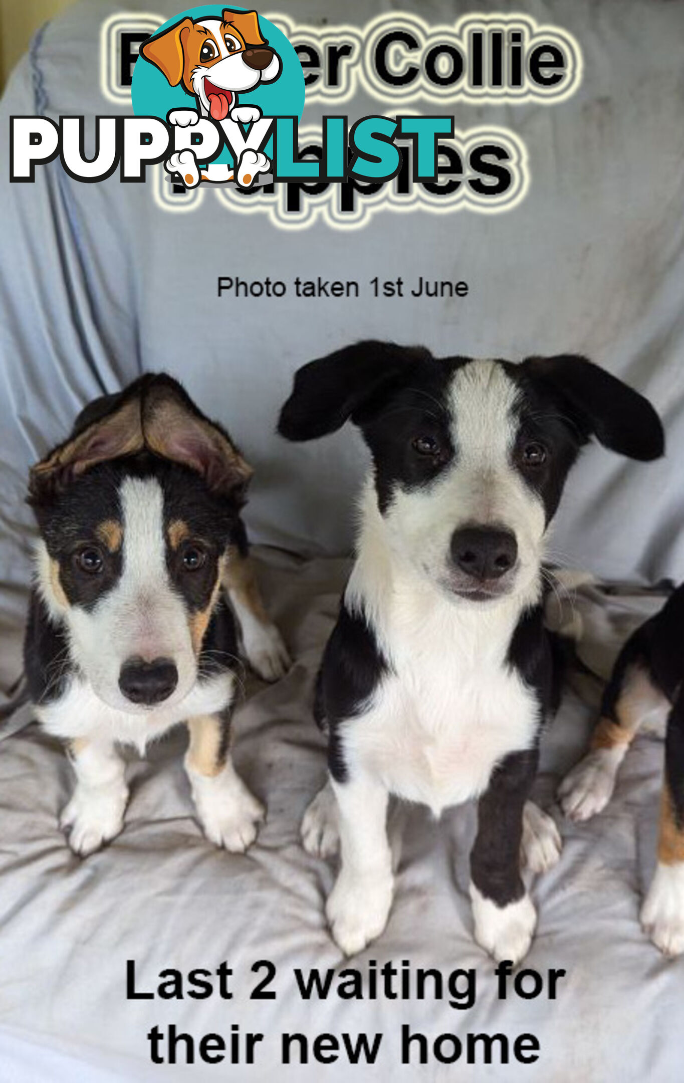 Last 2 Puppies ready for their New Family Home - border collies