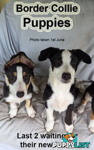 Last 2 Puppies ready for their New Family Home - border collies