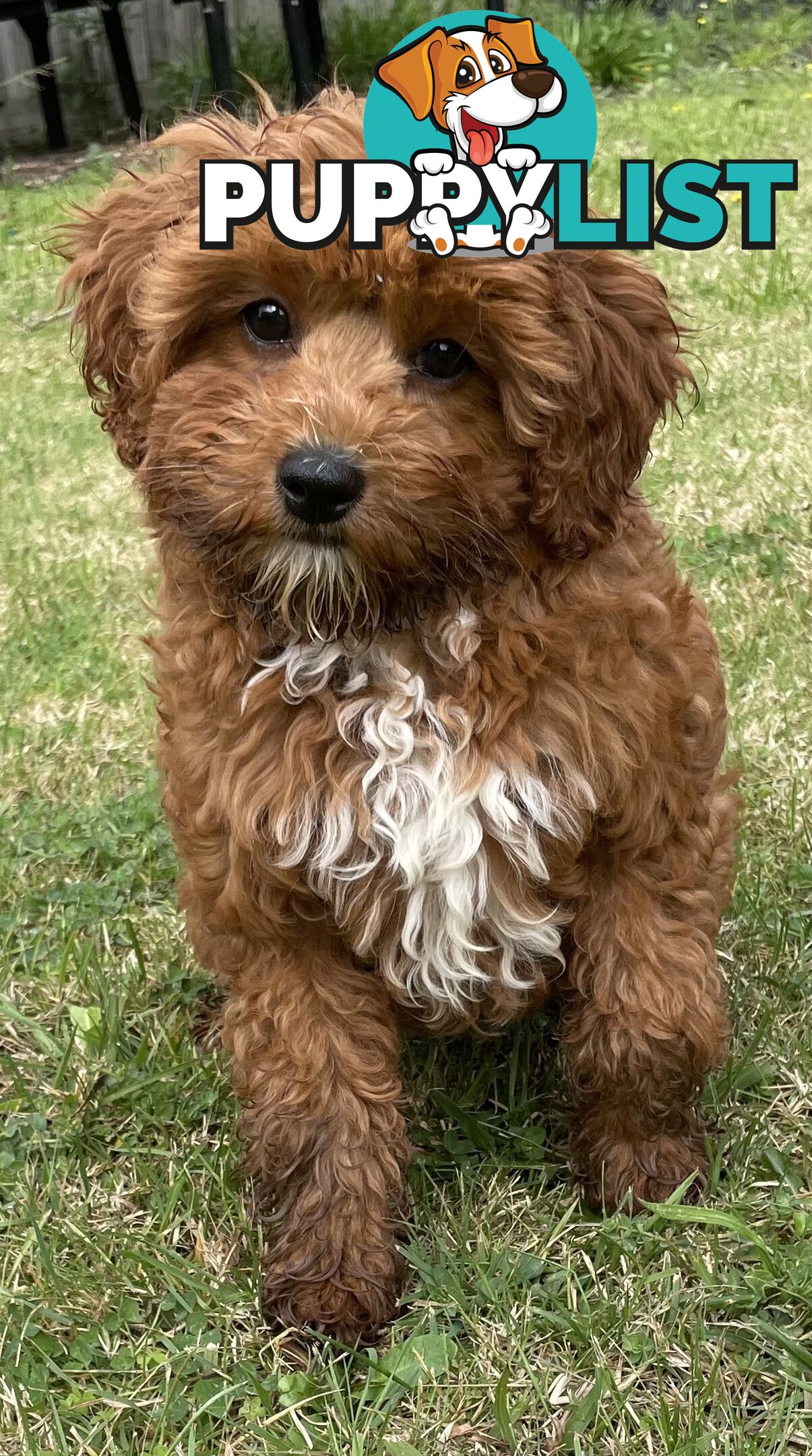 5 Month Old Female Cavoodle