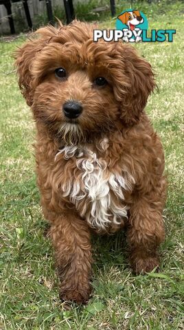 5 Month Old Female Cavoodle