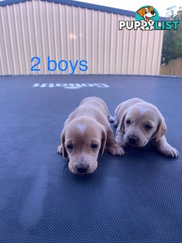 Dachshund Puppies