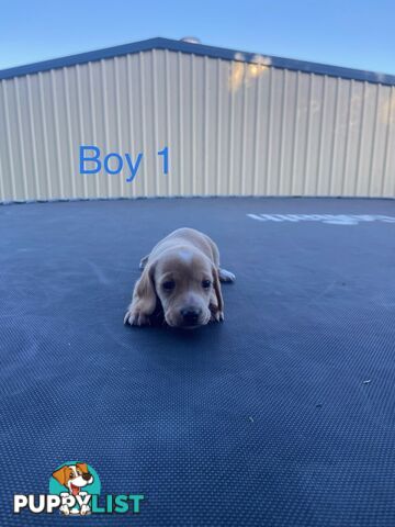 Dachshund Puppies