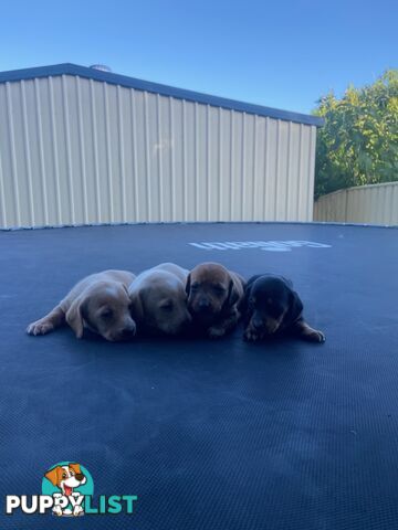 Dachshund Puppies