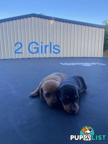 Dachshund Puppies