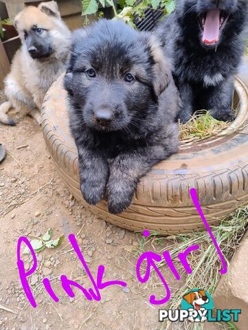 German Shepherd X puppies