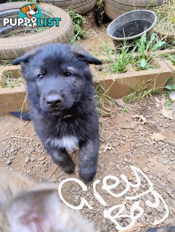 German Shepherd X puppies