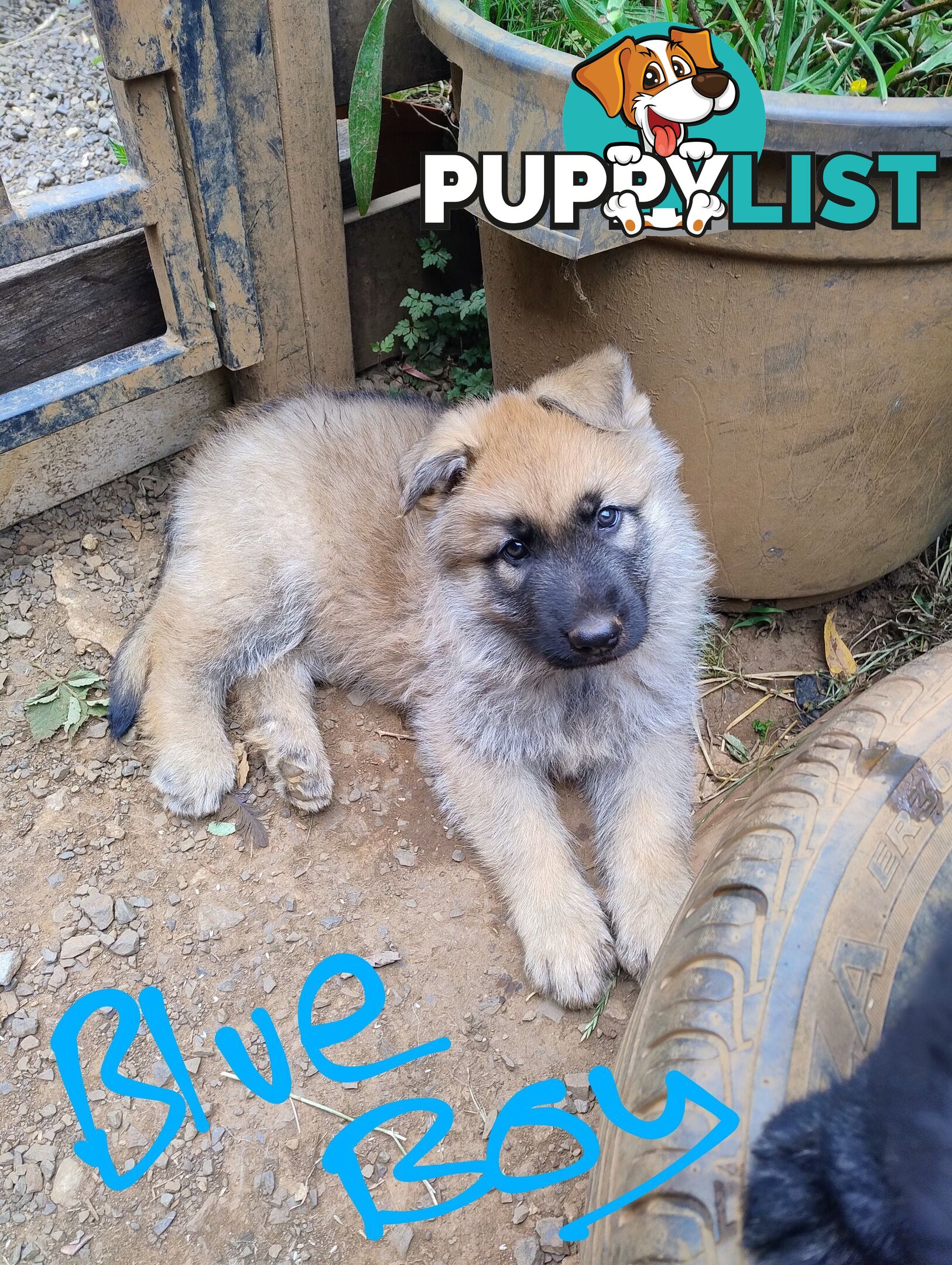 German Shepherd X puppies