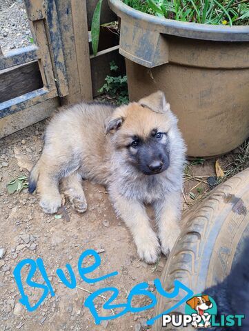 German Shepherd X puppies