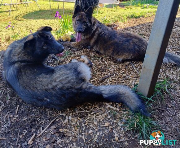 German Shepherd X puppies