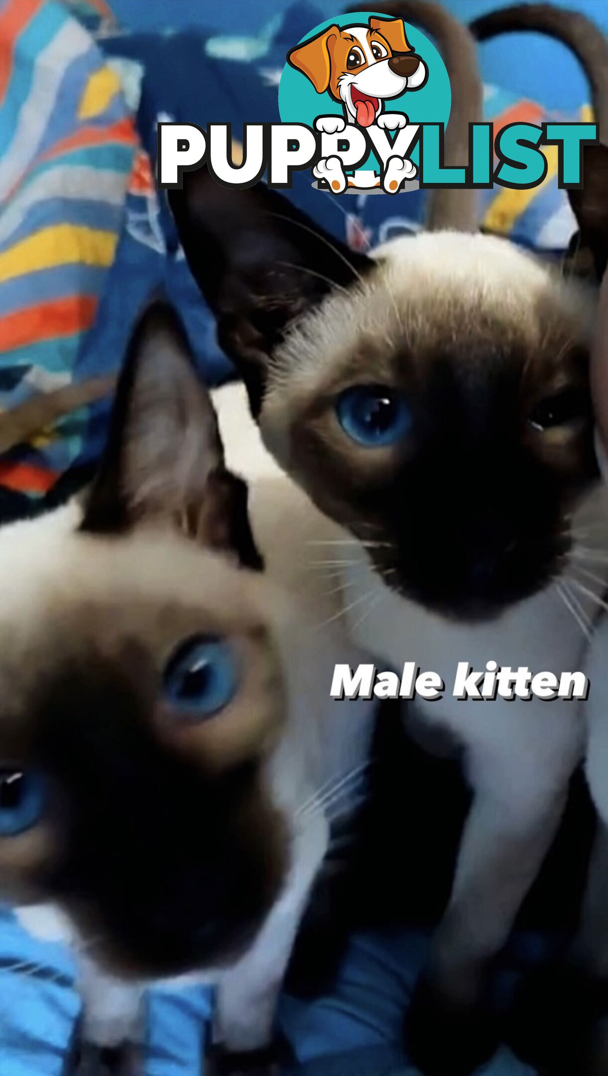 Seal Point Siamese Kittens 12 weeks old 3 males