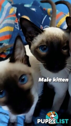 Seal Point Siamese Kittens 12 weeks old 3 males