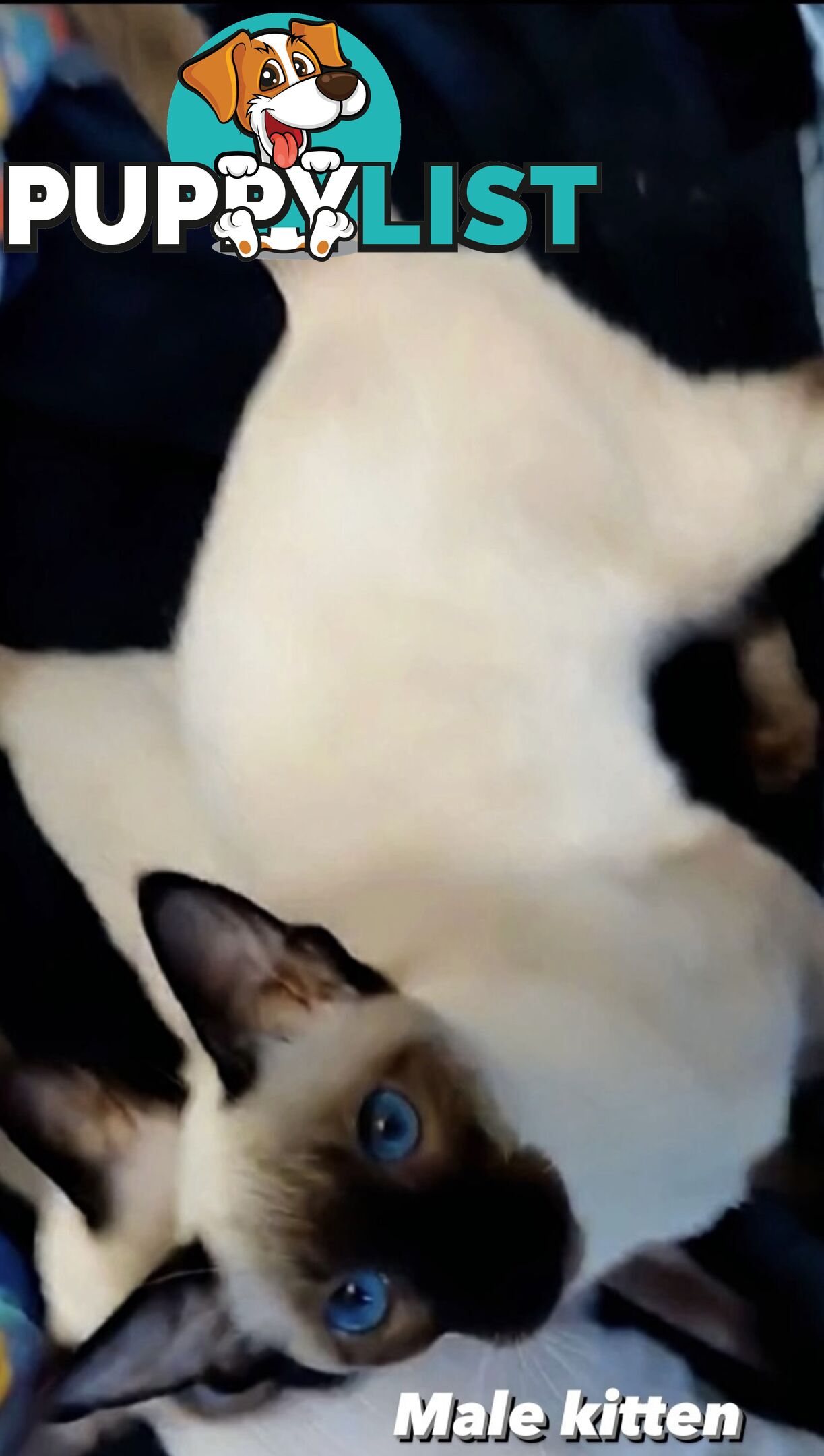 Seal Point Siamese Kittens 12 weeks old 3 males