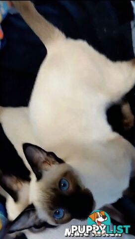 Seal Point Siamese Kittens 12 weeks old 3 males