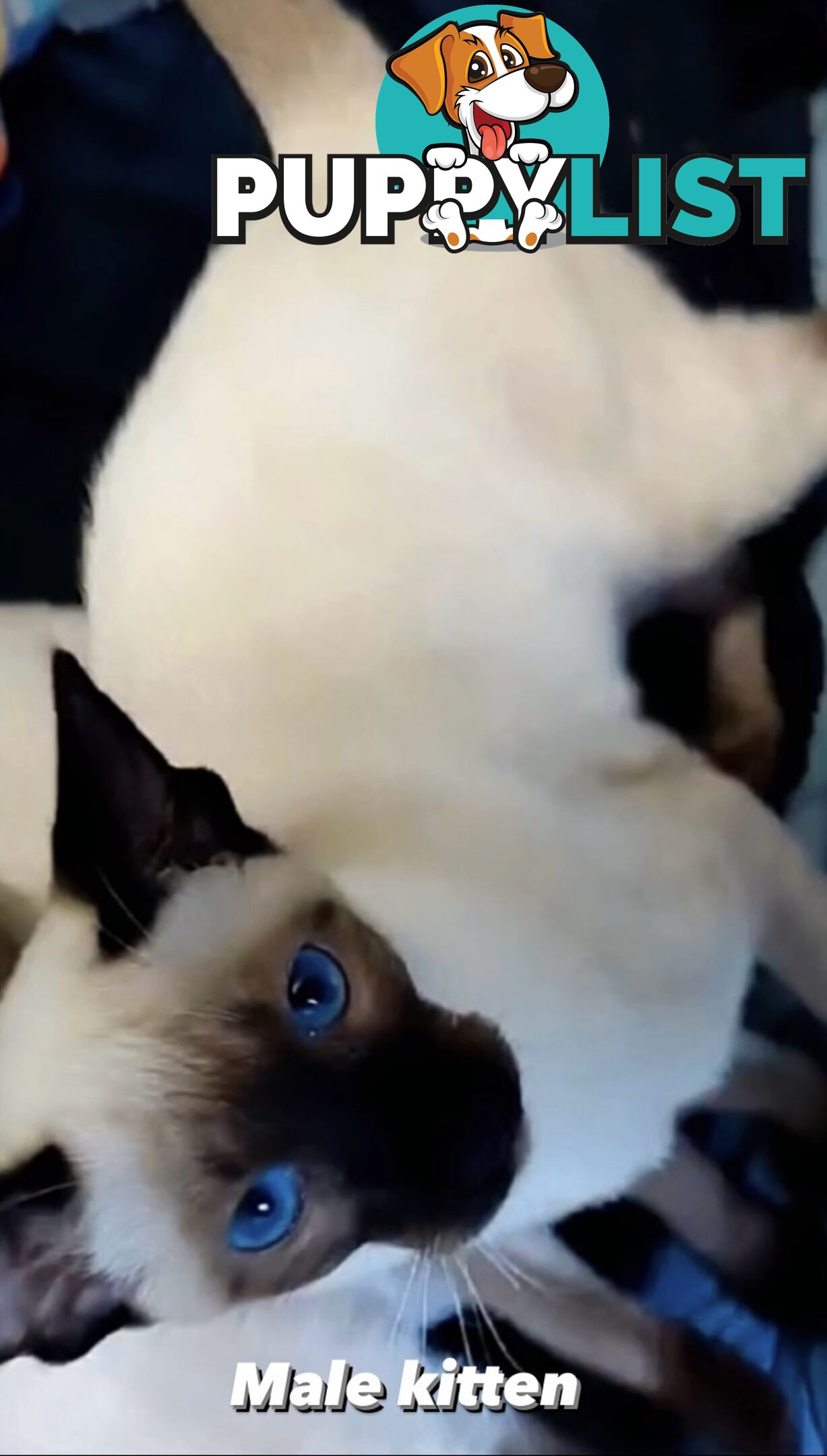 Seal Point Siamese Kittens 12 weeks old 3 males