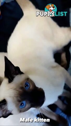 Seal Point Siamese Kittens 12 weeks old 3 males