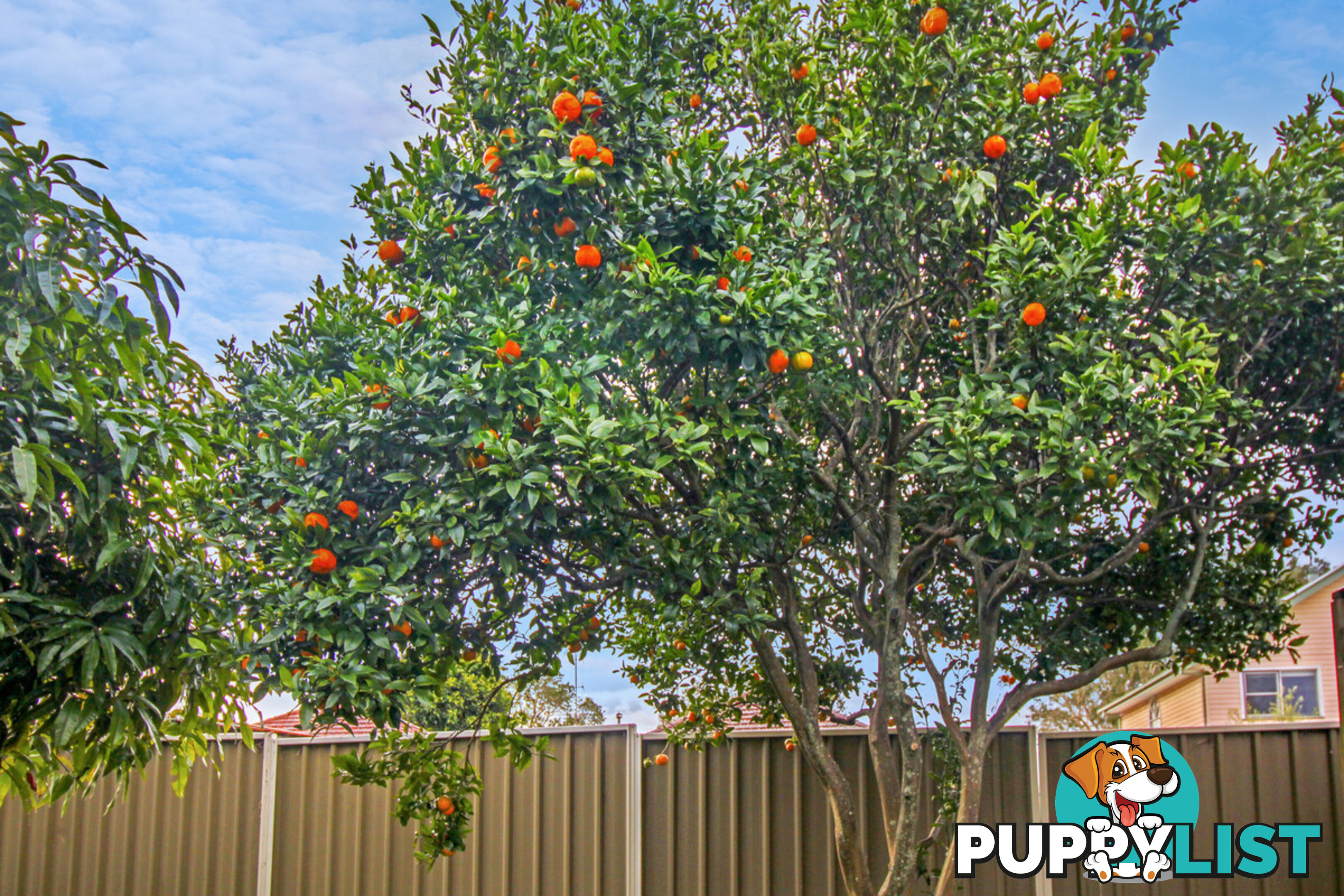 18 Lucinda Street Gwynneville NSW 2500
