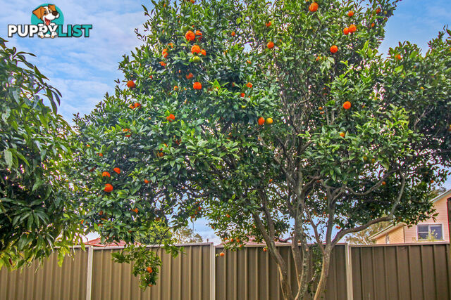 18 Lucinda Street Gwynneville NSW 2500
