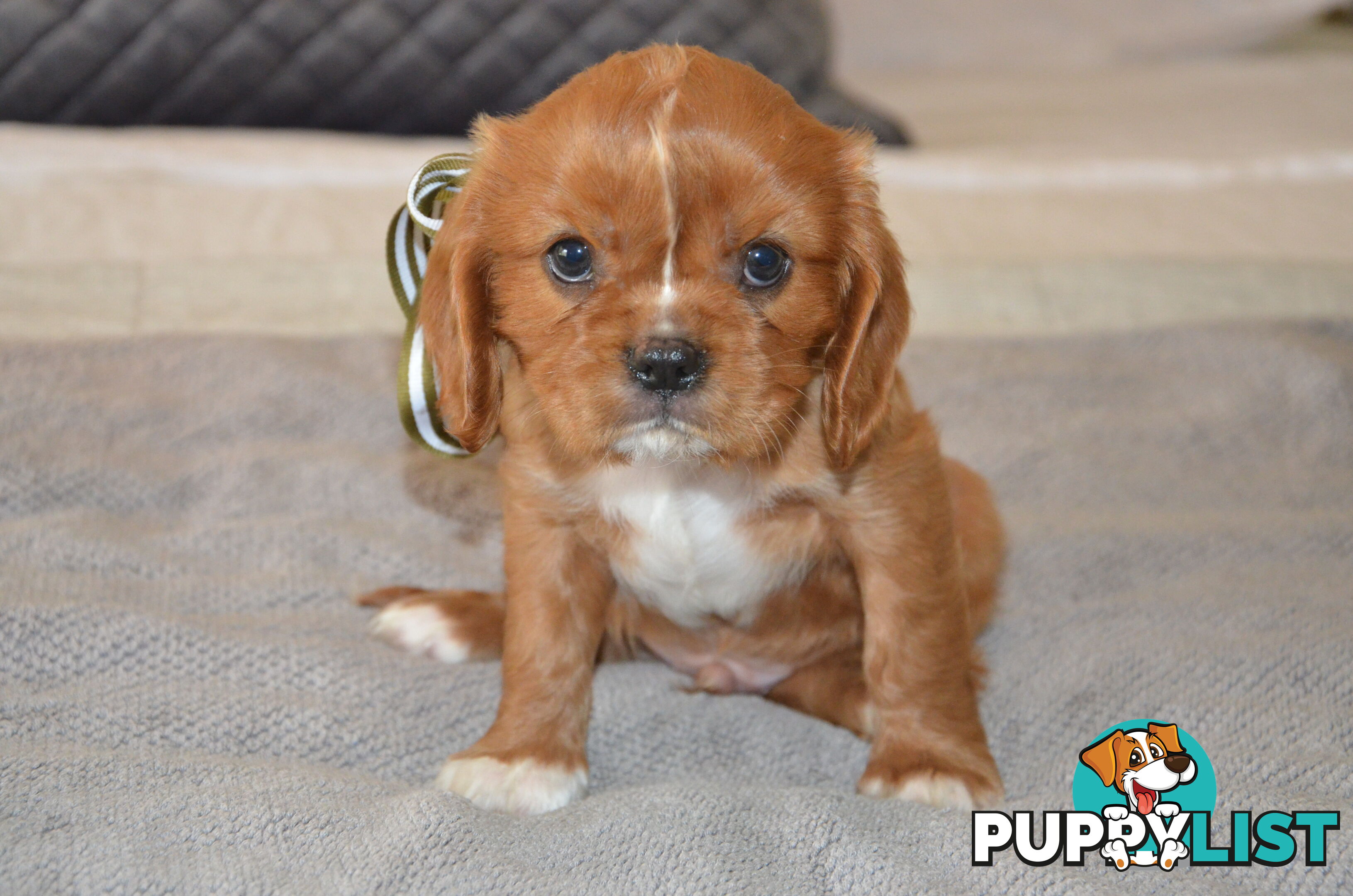 Cavalier King Charles Puppies For Sale SA