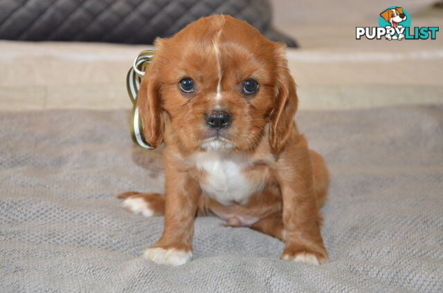 Cavalier King Charles Puppies For Sale SA