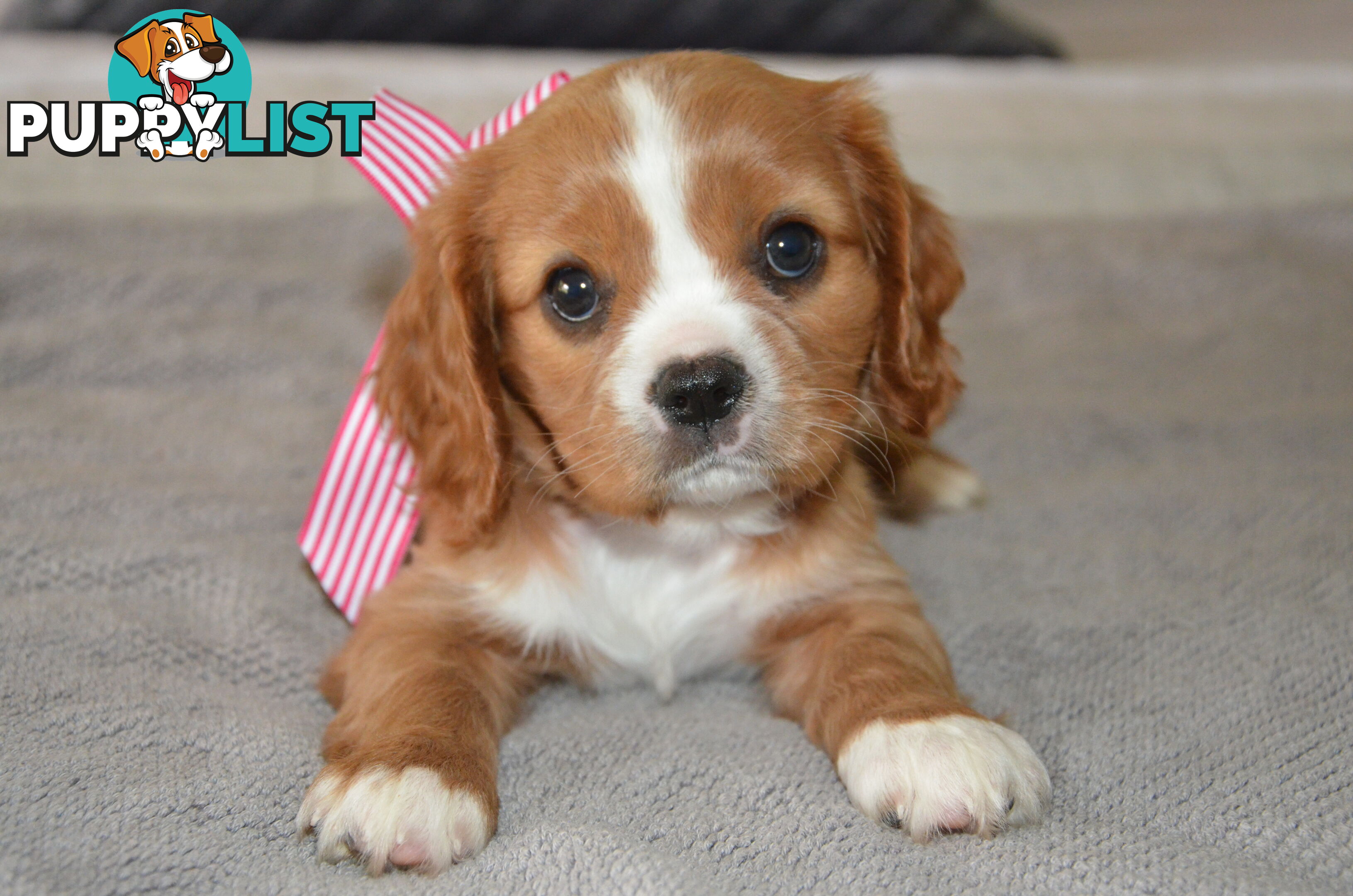 Cavalier King Charles Puppies For Sale SA