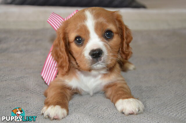 Cavalier King Charles Puppies For Sale SA