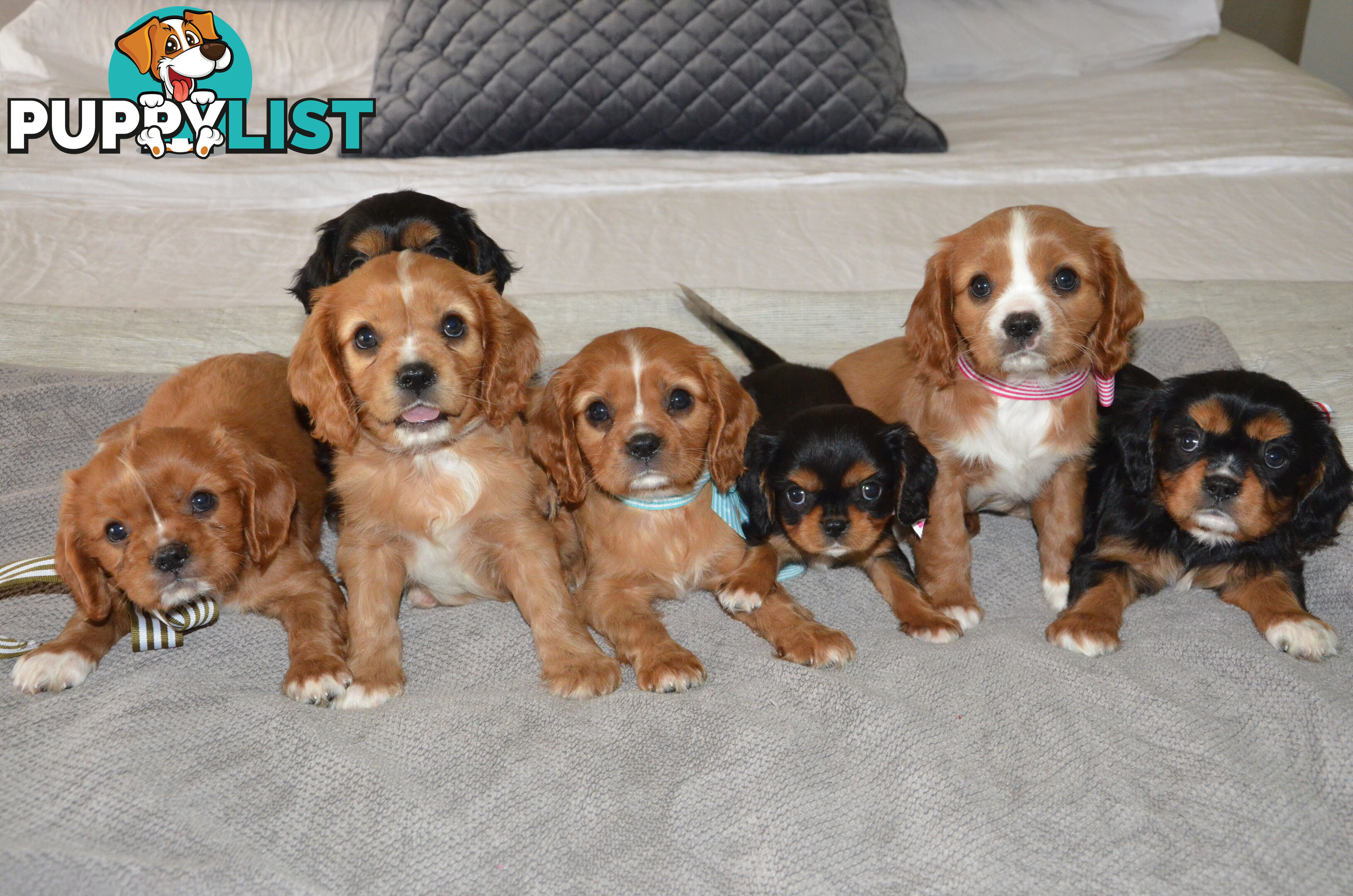 Cavalier King Charles Puppies For Sale SA