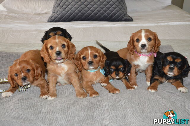 Cavalier King Charles Puppies For Sale SA