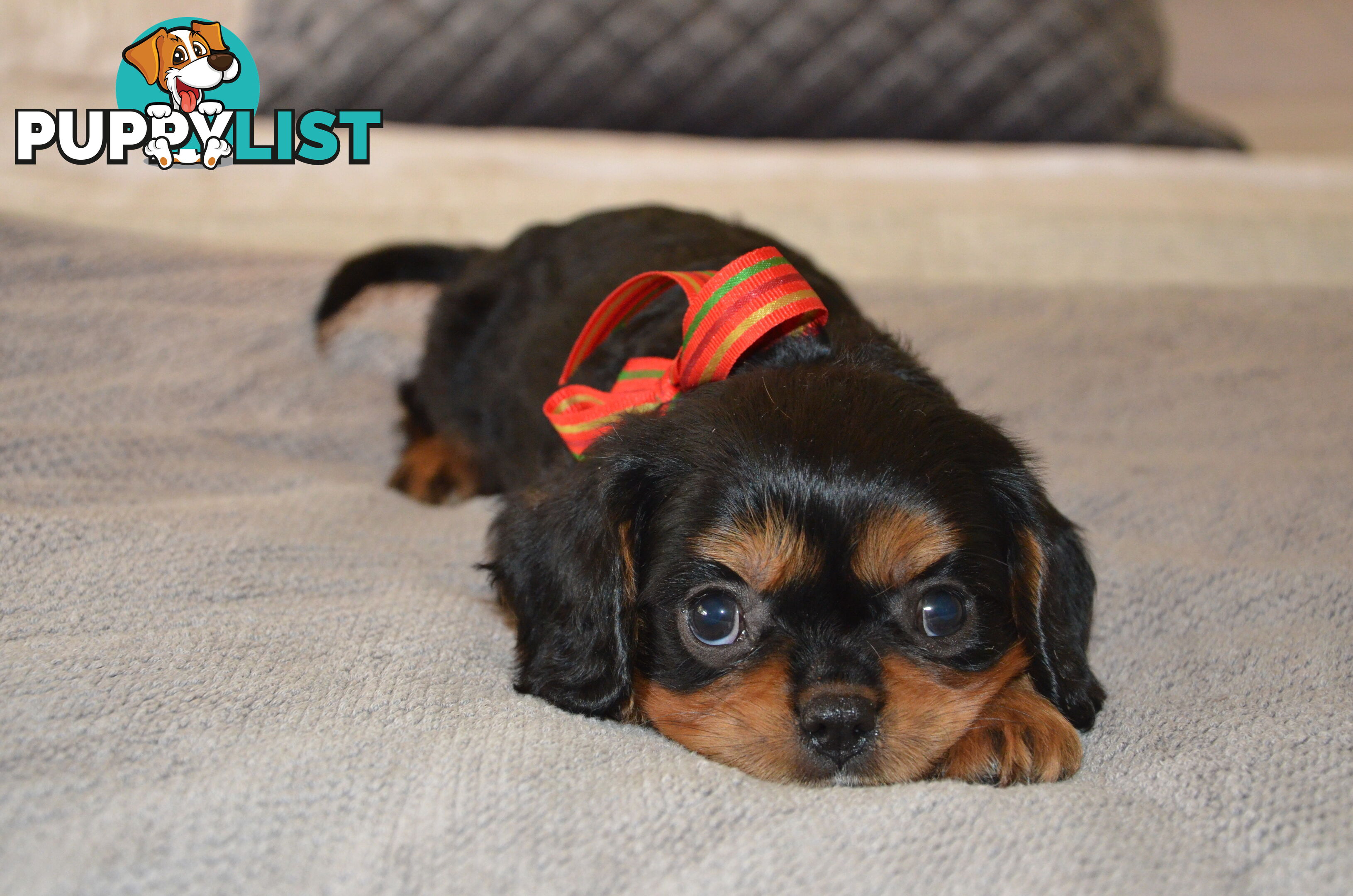 Cavalier King Charles Puppies For Sale SA