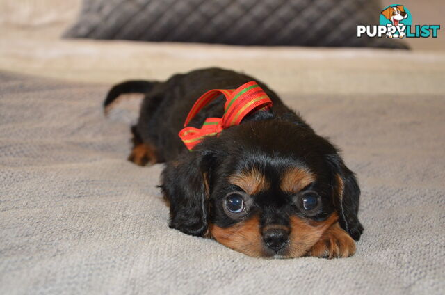 Cavalier King Charles Puppies For Sale SA