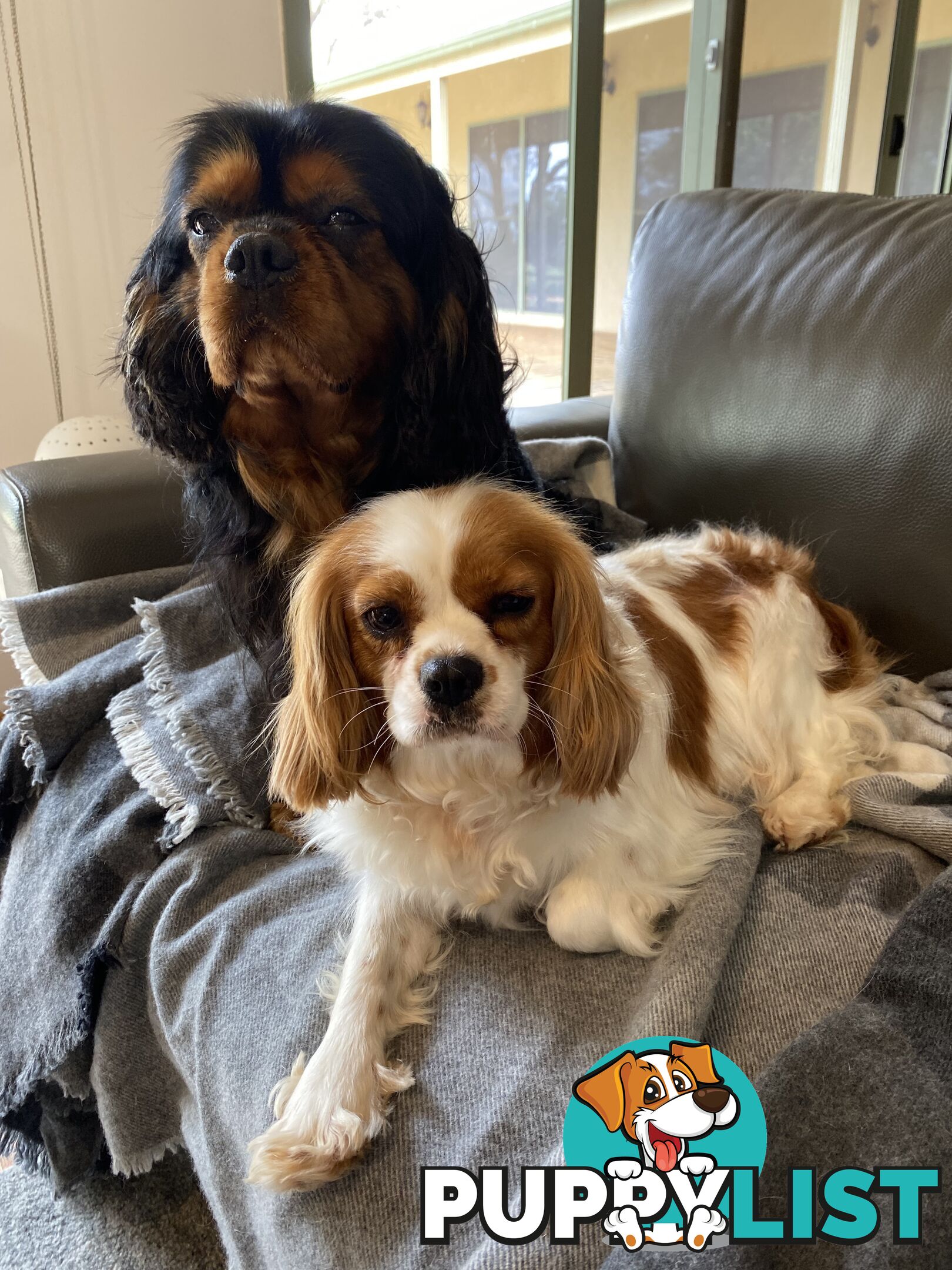 Cavalier King Charles Puppies For Sale SA