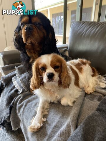 Cavalier King Charles Puppies For Sale SA