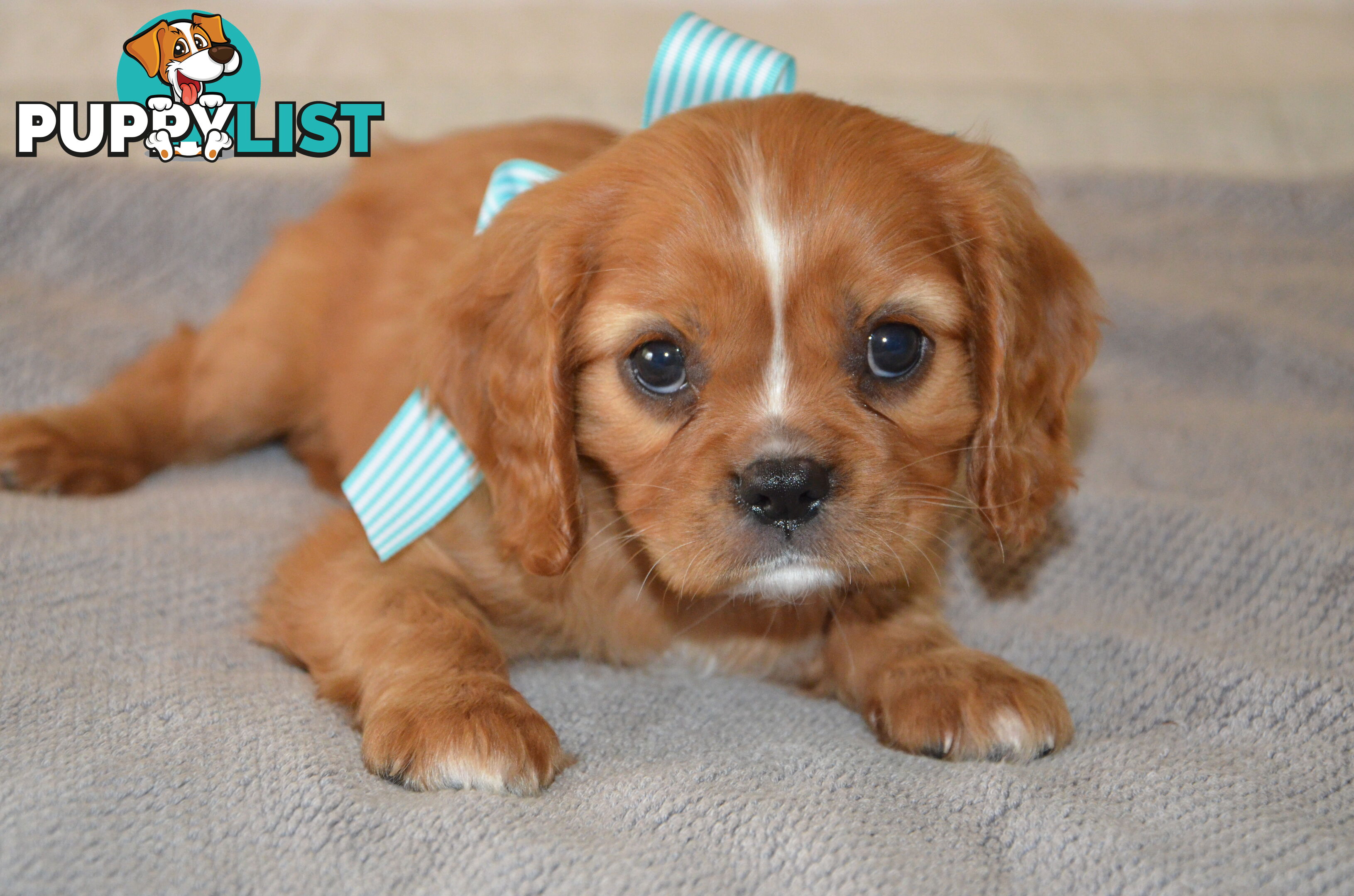 Cavalier King Charles Puppies For Sale SA