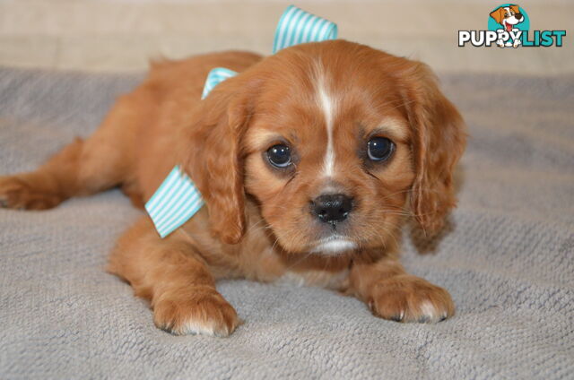 Cavalier King Charles Puppies For Sale SA